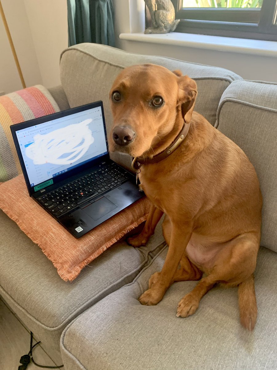 Colleague looking for new role! Prefers working from home, multiple snack breaks required, strong ability to give death stares over teams when required, and not afraid to ‘bark’ orders when needed. Would prefer part time due to lazy-lab syndrome