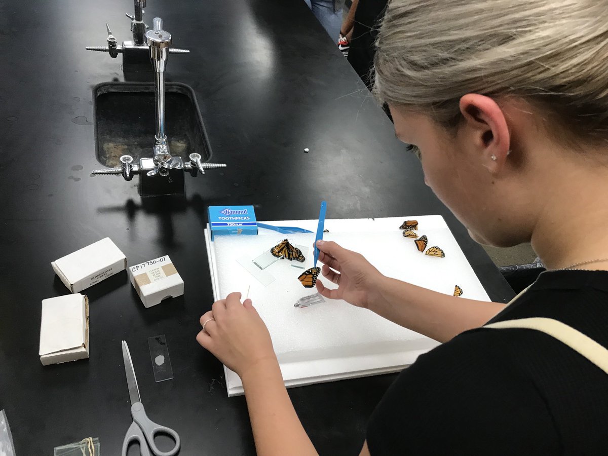 EmbryR's tweet photo. Today’s lesson: wing replacement surgery on a disabled monarch butterfly and release for her migration to Mexico. https://t.co/zULeuXfM5E