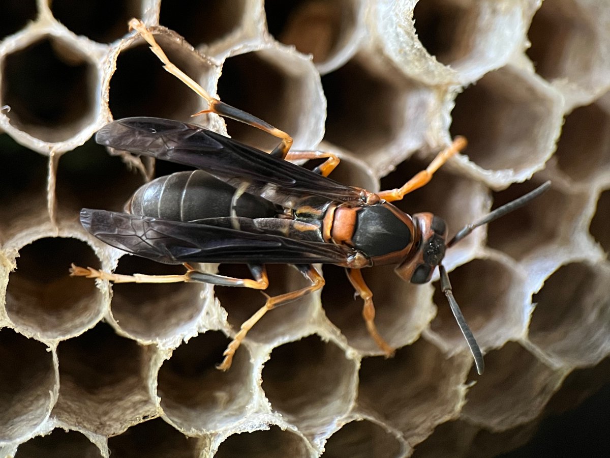 Scott Nacko tweet media