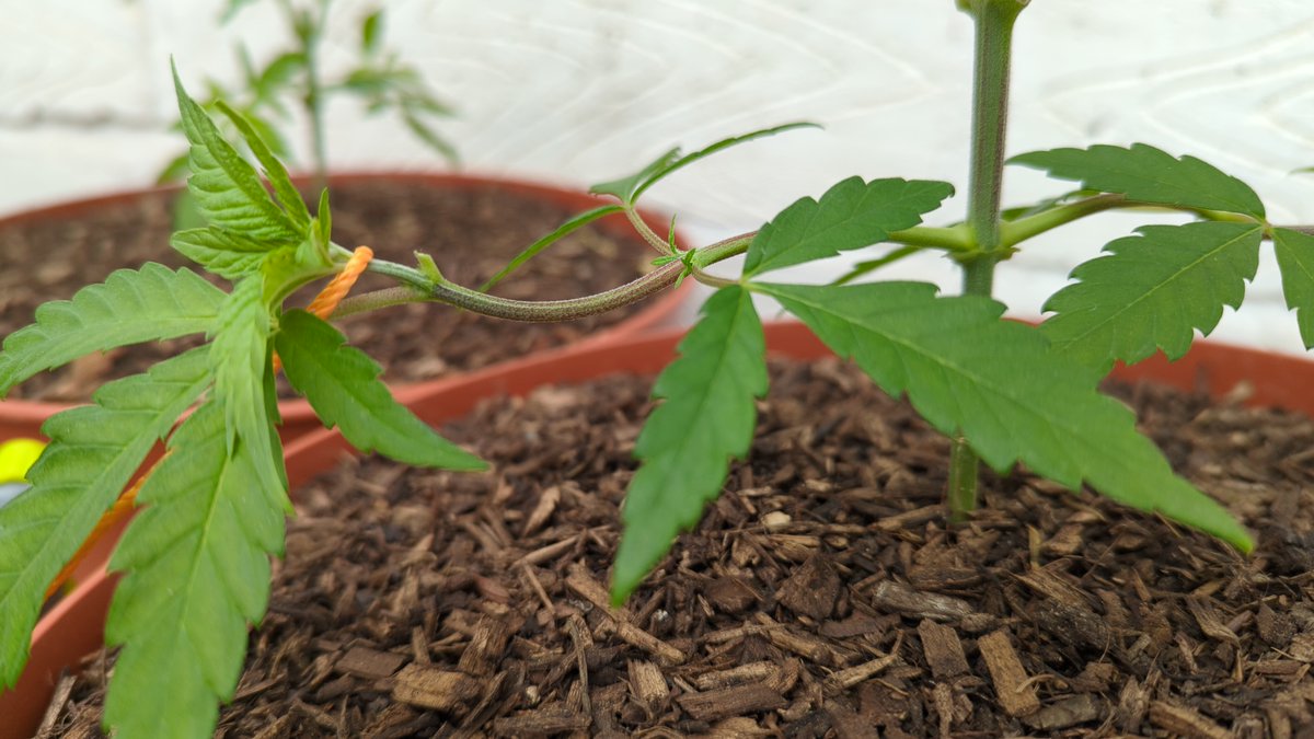 ElixirGrows tweet picture