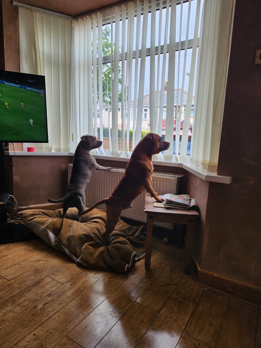 "Katie's coming" 👀👀 #dogsoftwitter #staffies #Staffordshirebullterrier #cute #dogs #funny #pups #waiting