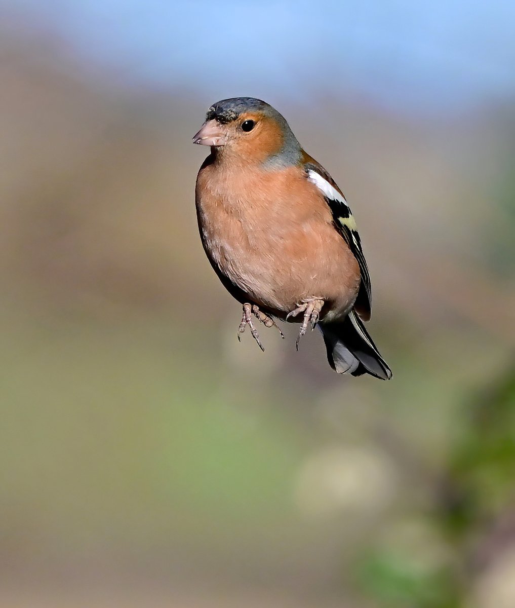 Good morning everyone! 👋😀
  Here's a Chaffinch jumping for joy! 😁😍🐦