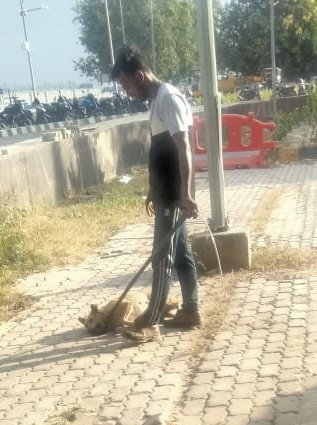 Dr. Asher R. Jesudoss (@jesudossasher) on Twitter photo A 16 Year old female dog was caught using a wire noose today by an <a href="/MCD_Delhi/">Municipal Corporation of Delhi</a> employee in front of her caregiver's eyes.
Anyone who knows even a little bit about dogs knows what it means to be a dog and 16 years old (112 in human years). She's a senior citizen who has survived A 16 Year old female dog was caught using a wire noose today by an <a href="/MCD_Delhi/">Municipal Corporation of Delhi</a> employee in front of her caregiver's eyes.
Anyone who knows even a little bit about dogs knows what it means to be a dog and 16 years old (112 in human years). She's a senior citizen who has survived