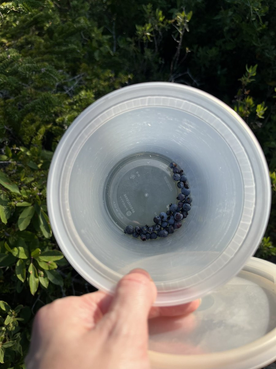 dawn_kimmy_nl's tweet photo. Out berry picking!π«ππ I just started so I donβt have many yet!
#NLcamping https://t.co/2swyqrY7b1