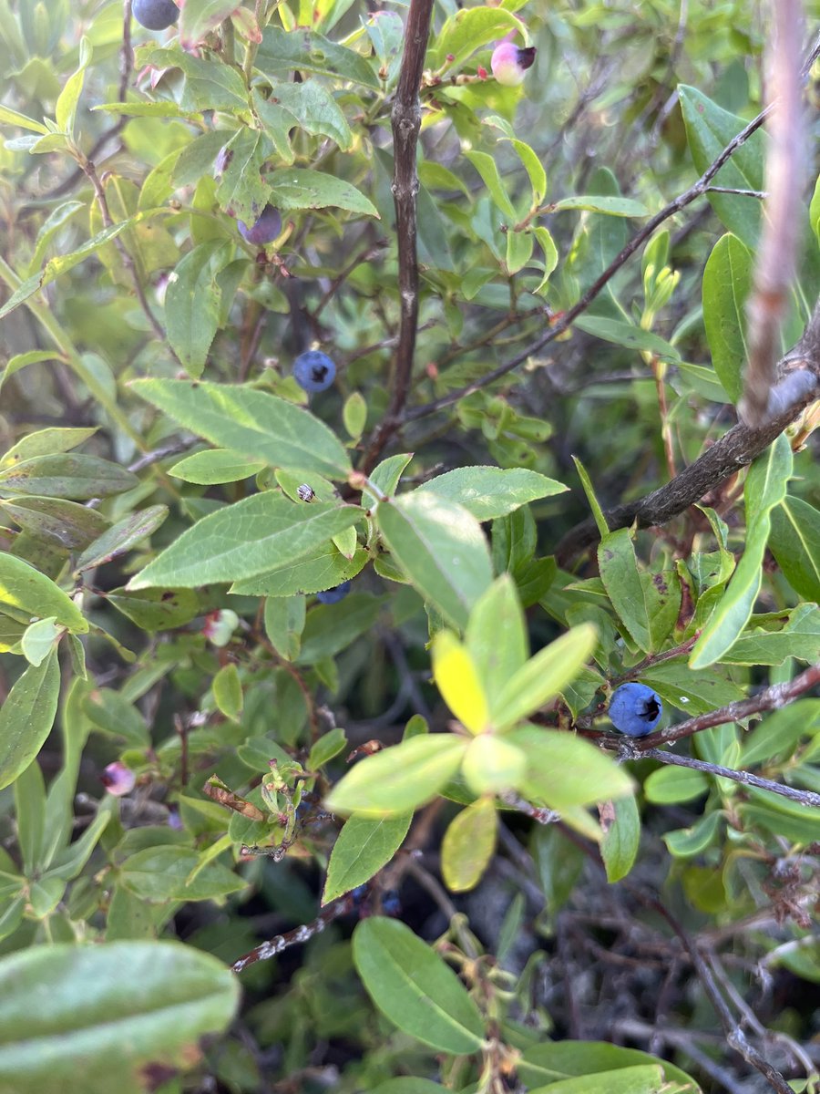 dawn_kimmy_nl's tweet photo. Out berry picking!π«ππ I just started so I donβt have many yet!
#NLcamping https://t.co/2swyqrY7b1
