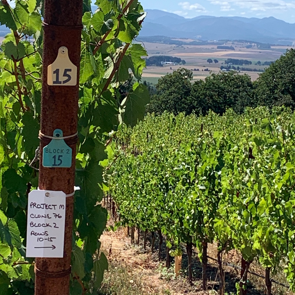 Pearlstadt Vineyard ,a Chardonnay Vineyard that is a legend in the making, on a sunny day? Sometimes I have to pinch myself so I know I’m not dreaming.
 #wvwines #aniccachardonay #eola-amityhills #wvharvest2023