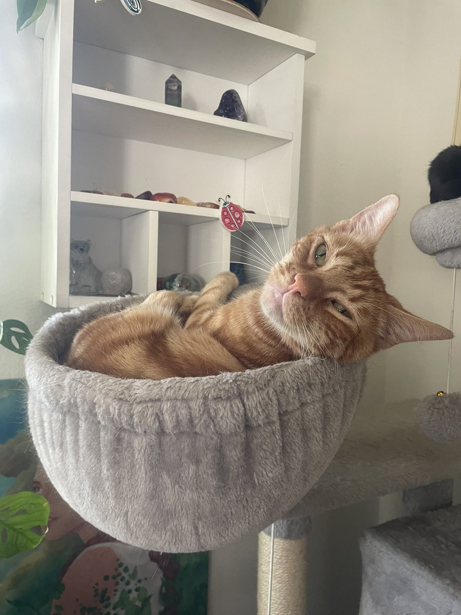 bigboygarlic's tweet photo. momb yor sidewayes https://t.co/s9Fk6j4Y43