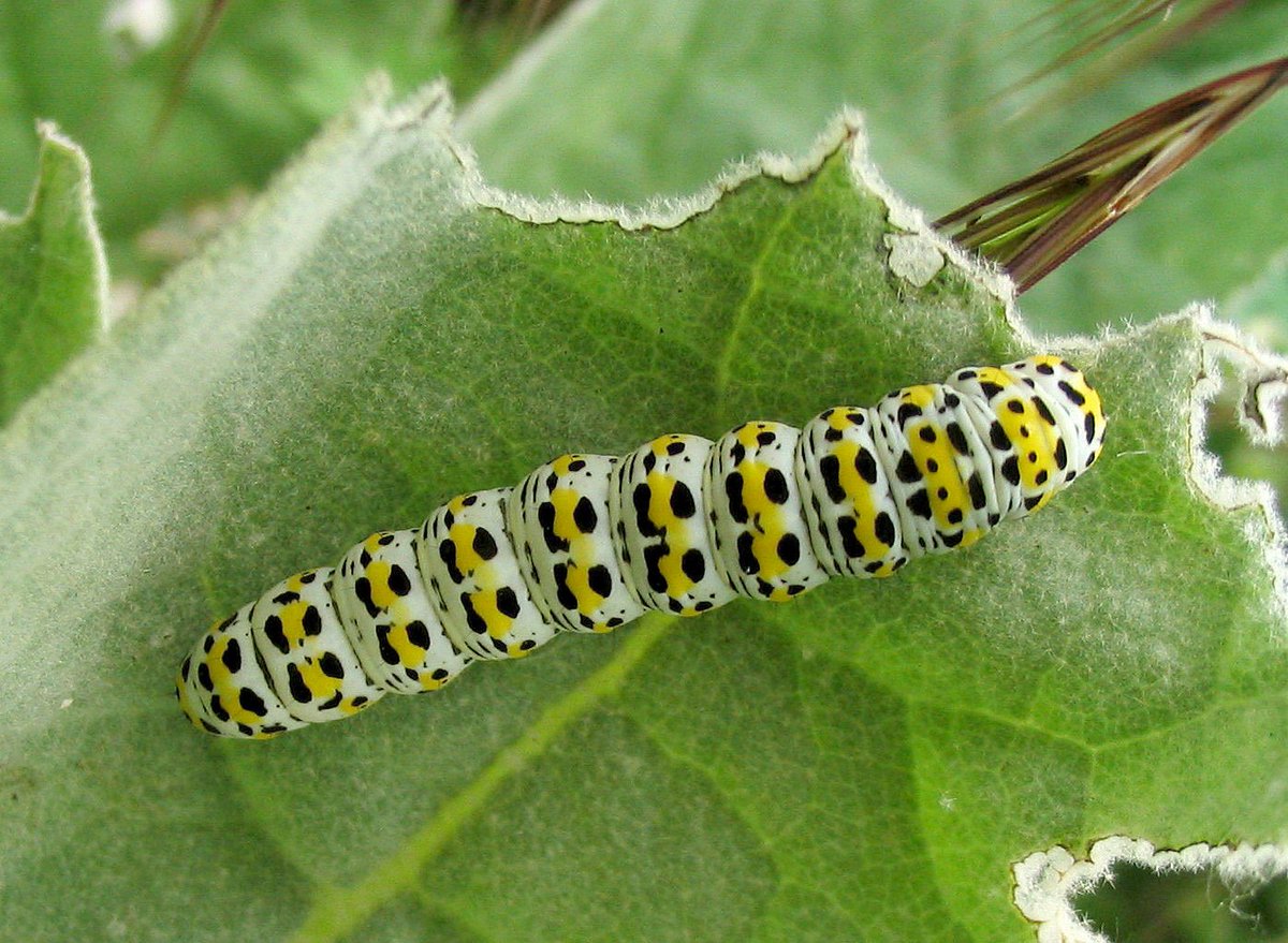 caterpillar