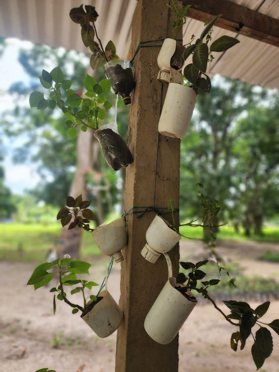 MPaezOficial's tweet photo. #Hermoso Vivero Municipal de Guasdualito 📷 

Hoy visitamos el vivero en la P/Guasdualito #Apure  viendo el avance del mismo y es sorprendente ver la entrega y dedicación de este personal con este proyecto. #6Sep #NaturalBeauty 

#EmprendeEnVenezuela #EmprendimientoVenezolano https://t.co/BOPWLV4ifk