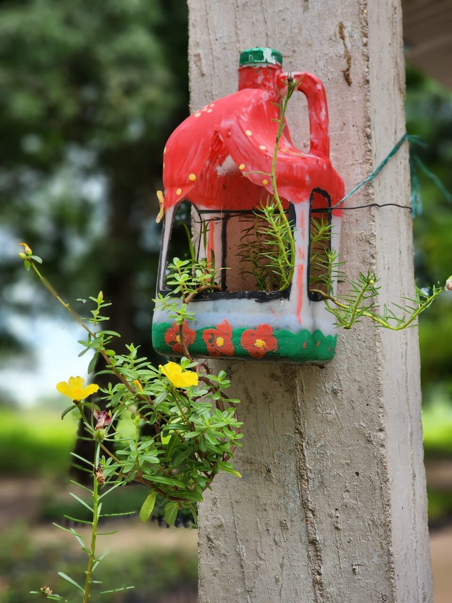 MPaezOficial's tweet photo. #Hermoso Vivero Municipal de Guasdualito 📷 

Hoy visitamos el vivero en la P/Guasdualito #Apure  viendo el avance del mismo y es sorprendente ver la entrega y dedicación de este personal con este proyecto. #6Sep #NaturalBeauty 

#EmprendeEnVenezuela #EmprendimientoVenezolano https://t.co/BOPWLV4ifk