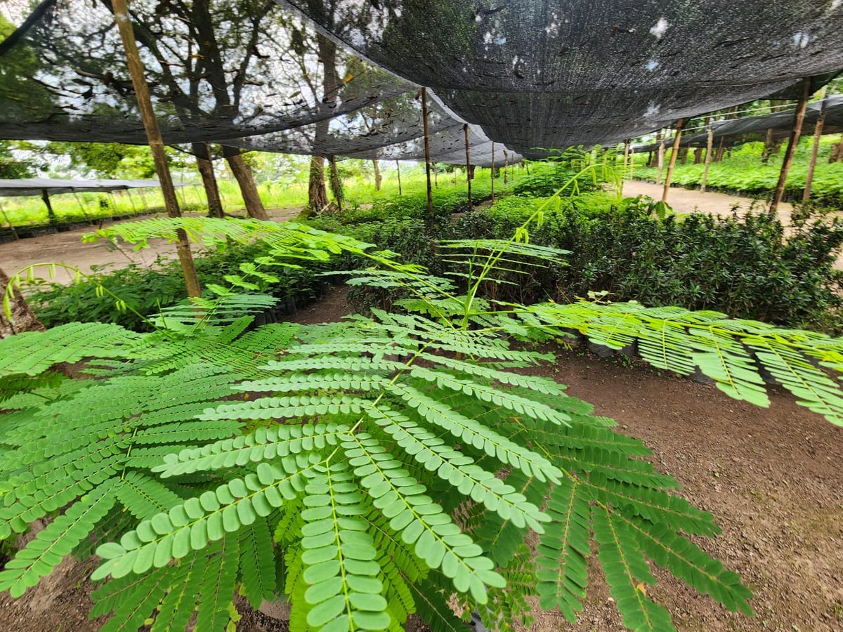 #Hermoso Vivero Municipal de Guasdualito 📷 

Hoy visitamos el vivero en la P/Guasdualito #Apure  viendo el avance del mismo y es sorprendente ver la entrega y dedicación de este personal con este proyecto. #6Sep #NaturalBeauty 

#EmprendeEnVenezuela #EmprendimientoVenezolano