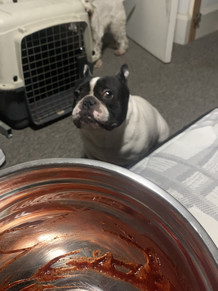 ZenixHH's tweet photo. Hola vengo a funar a @Marisa383781 ya que hace sufrir nuevamente a rocky, al comer gomitas con chamoy y no invitarle, podemos ver la cara de tristeza de mi pobre compañero, ni uno menos 🥀 https://t.co/WKik4ktfzi