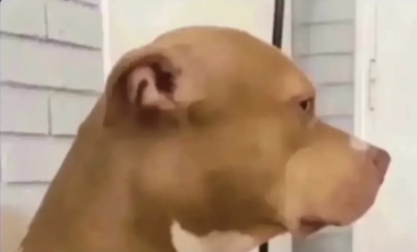 toxic king tweet media