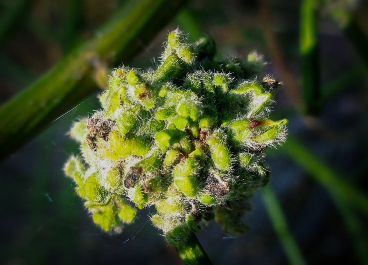 wirthstef's tweet photo. A #species #complex, about #hostspecificy of a #gallmite and the precise kind of #damage, which it causes to its #host #plant. Can the mite be an agent against its #neophytic host #pest?: The gall mite #Aceria #genistae (#Acariformes, #Eriophyidae) is associated with i.a. the Scotch #broom #Cytisus #scoparius (#Fabaceae, Faboideae), which can appear as #neophyte pest for example in the #USA. According to Xiao Han, Xiaoyue Hong & Zhi-Qiang Zhang (2016) an assumed #cryptic A. genistae-complex consists in fact of only two species.
#Mites from Ulex europaeus and Genista monspessulana, formerly mistaken with A. genistae, were by the authors determined as #Aceria #davidmansoni. And even a seemingly wider host range does not necessarily mean that a parasite is more generalistic than host specific.
As some hosts might be a kind of emergency hosts rather than regular hosts. Although the authors above confirmed mites from #Lupinus albicaulis, Lupinus densiflorus, #Cytisus #striatus and C. scoparius as indeed A. genistae, but consider only the latter two plant hosts as part of the normal host range of the mite.
It was already indicated by deformities instead of galls in L. densiflorus and even a lack of galls in L. albicaulis that these plant might not belong to the natural host range, but the authors above additionally confirmed via host specificity tests that the two Cytisus species were preferred.
The mite A. genistae is of #applied interest, as its host C. scoparius appears in the US, for example in #California, as pest, having invaded Northamerica as neophyte.
With its spread from its original habitats to other continents, the plant has also brought its #associated #biodiversity with it. And that includes A. genistae. C. scoparius is #native to western and central #Europe. The above authors #redescribed A. genistae in their 2015 publication and also deposited a neotype. They refer to material from C. scoparius in #France. The same publication also includes the description of the new species Aceria davidmansoni, previously sometimes confused with A. genistae. The natural distribution of this species is seemingly to me unknown, but it was first discovered in New Zealand.
The damage caused by C. scoparius for example in California, is that the plant is very adaptable and prolific. It is thermophilic, tolerant of soil quality and is a quick early adopter of fallow land where its highly durable and fire-resistant seeds have the advantage of competing with and displacing native #crops. The mite A. genistae infests buds and induces the growth of an amorphous gall on which the mite feeds. Due to this obvious somehow harmful effect, the mite has already longer been discussed as a means of #pestcontrol. However, hosts are often well adapted to their parasites through coevolution and can in principle regulate at least some damage. Therefore, the question arises as to the exact consequences of stocking with the gall mite on the #vitality and reproductive success of the host plant.
In the current paper by J. V. Sarratt, K. J. Perryman & P. D. Pratt (2023), the exact consequences of an infestation with A. genistae in the Scotch broom are examined using material from California (USA). The authors compared effects in heavily and lightly #galled C. scoparius. Significant differences concerned according to their paper only #canopy volume and a reduced number of #seeds per plant in heavily galled shrubs (reduction of seeds about 80% in larger plants).
© #StefanFWirth Berlin 2023
Sources:
2015 paper:
https://t.co/IabfJdgPJP
2016 paper:
https://t.co/ZutmZbj3Z8
2023 paper:
https://t.co/joUTmbisM3
Photo: Aceria genistae (Eriophyidae) - (gall), Molenhoek - the Netherlands, created by user B. Schoenmakers at https://t.co/G8bOYLS803, licensed under the Creative-Commons-Lizenz „Namensnennung 3.0 nicht portiert“. Modified by me (S. F. Wirth: Gall further enlarged from the original photo, overexposure reduced, added a slight vignette)