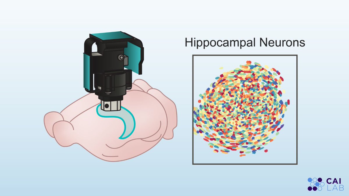Using open-source Miniscopes (@MiniscopeTeam), we recorded hundreds to thousands of hippocampal neurons across days as mice learned, stored & recalled multiple experiences, measured by groups of co-active neurons (ensembles). 2/n