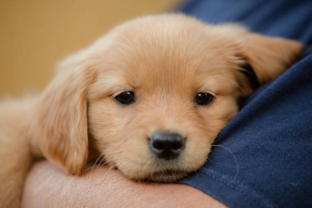 DixieAnimalKY's tweet image. Two truths and a tail: Tell us two true things about your pet and one creative fib—let's see if we can guess the "pawsible" lie! #TwoTruthsAndAPaw #PetStories