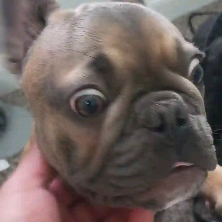 This is my mood currently watching the Nigerian judiciary. Any Yaga Yaga, I bite dem yansh straight 😂😂😂