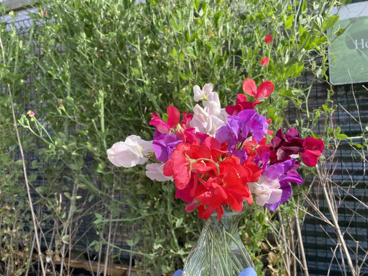 RogerCrookes's tweet photo. Its  been a tricky old season in the garden, but the sweet peas in the  school garden are still flowering well ready for the autumn term ! @Ysgoltycoch @schoolgardens https://t.co/ye6QDwHpDe