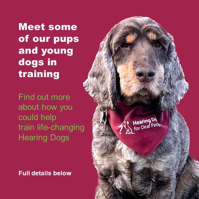 ambassador_dog's tweet photo. Come along to one of our puppy classes and meet some of our gorgeous pups in action on Tuesday 12th September at Woodford Community Centre, Chester Road SK7 1PS.  There are 2 classes - 10am and 11:30am so take your pick.  To book a place email michelle.taylor@hearingdogs.org.uk https://t.co/jpQ8qyOq30
