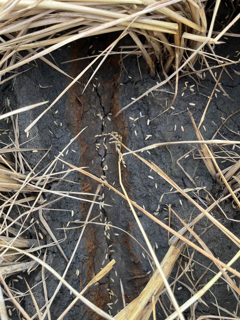 ryanvaughan's tweet image. This is why heavy rain is bad at harvest season. It’s going to be difficult to harvest this rice. 👎
 📷: Ryan Sullivan