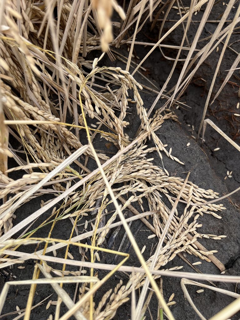 ryanvaughan's tweet image. This is why heavy rain is bad at harvest season. It’s going to be difficult to harvest this rice. 👎
 📷: Ryan Sullivan