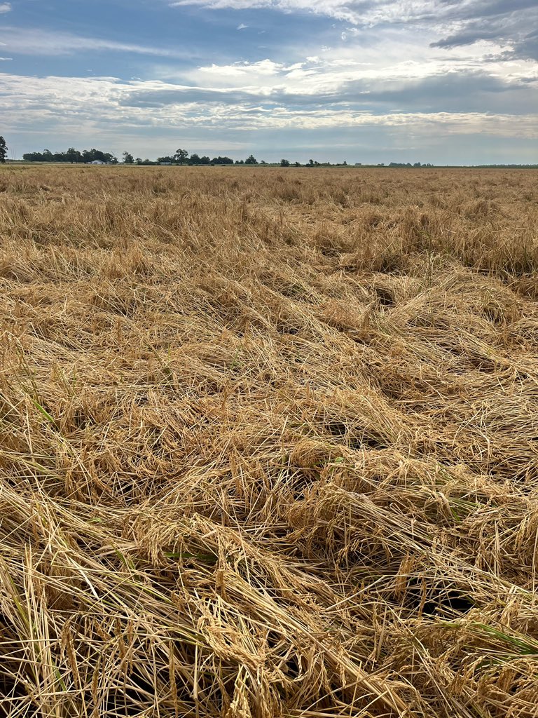 ryanvaughan's tweet image. This is why heavy rain is bad at harvest season. It’s going to be difficult to harvest this rice. 👎
 📷: Ryan Sullivan