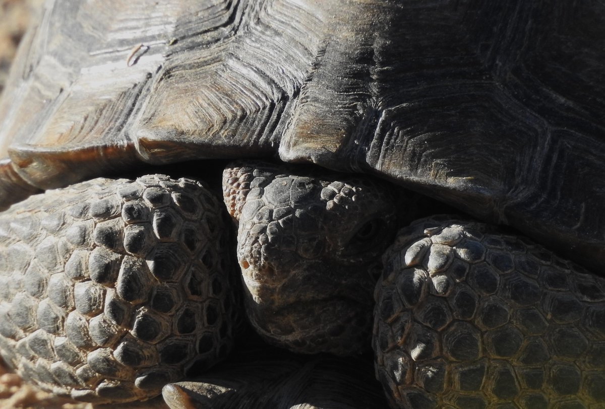 Desert tortoises are out in the East Mojave Desert. Drive carefully.