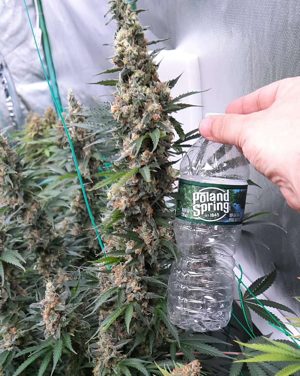 Our good friend FadedMass is doing their magic in the garden once again. These are on day 65 of flower & they're looking amazing; looking forward to the chop Want us to feature your grow? Share it with us on discord link in bio #Homegrow #Cannabis #JGYO #Garden #Grower #MMJ