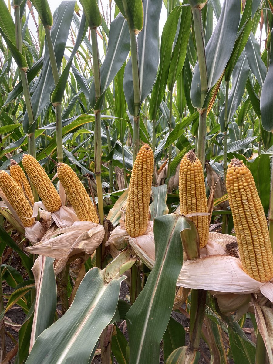 Kevin Gale tweet media