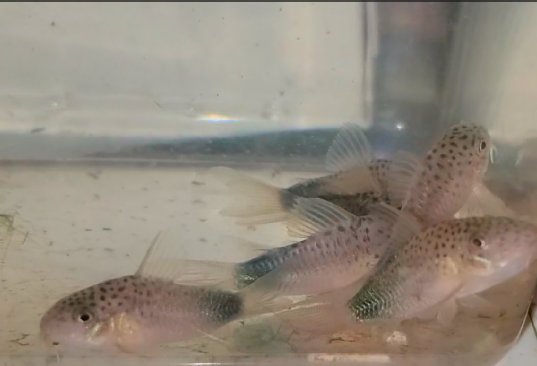 EA_Webmaster's tweet photo. New arrivals, Violet Corydoras similis. https://t.co/XIMCA4pAxt