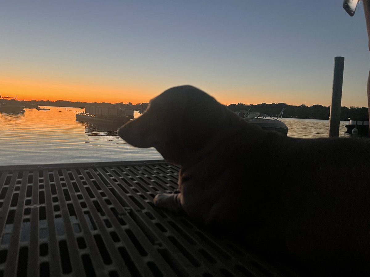 TracyW95's tweet photo. Lake Dog #DogsOfSummer
#summer2023 https://t.co/Nnts8WvUjw