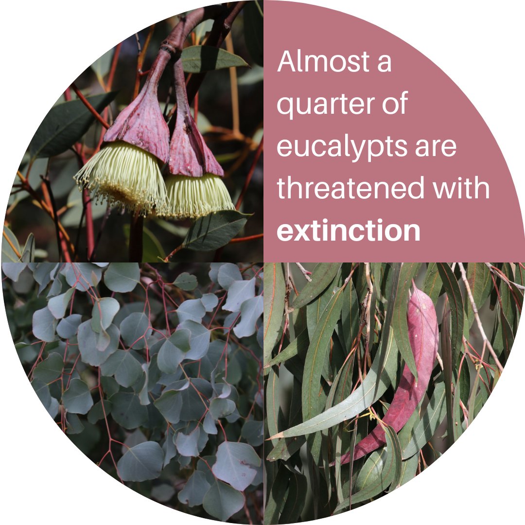 #DYK, almost a quarter of eucalypts are threatened with extinction?
At least 23% of species are at risk, with the highest concentrations of #threatenedspecies found in areas of greatest deforestation.
Land clearing and climate change pose serious threats
1/5 #ThreatenedSpeciesDay