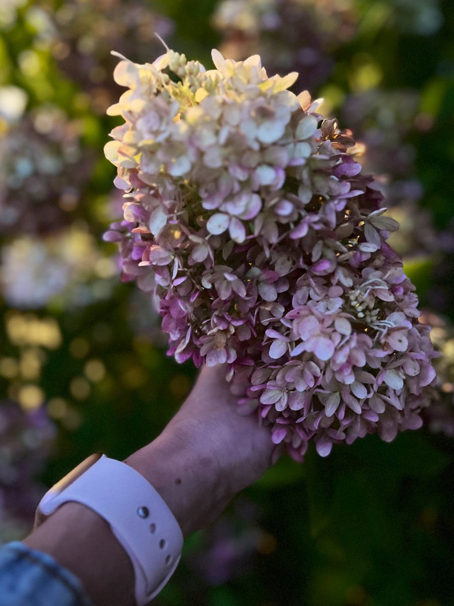 jenkovalov's tweet photo. Little Limes looking gorgeous! ๐
#PanicleHydrangea #Michigan https://t.co/lzraRY0Vmu