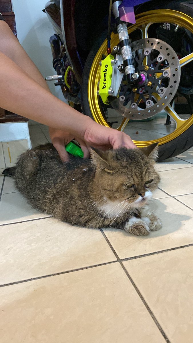 sofeabalqiss's tweet photo. Kopi has been found. Alhamdulillah she looks fine just badan je kotor and penuh simen 🥹🙏🏼 https://t.co/DO02UNQBdJ