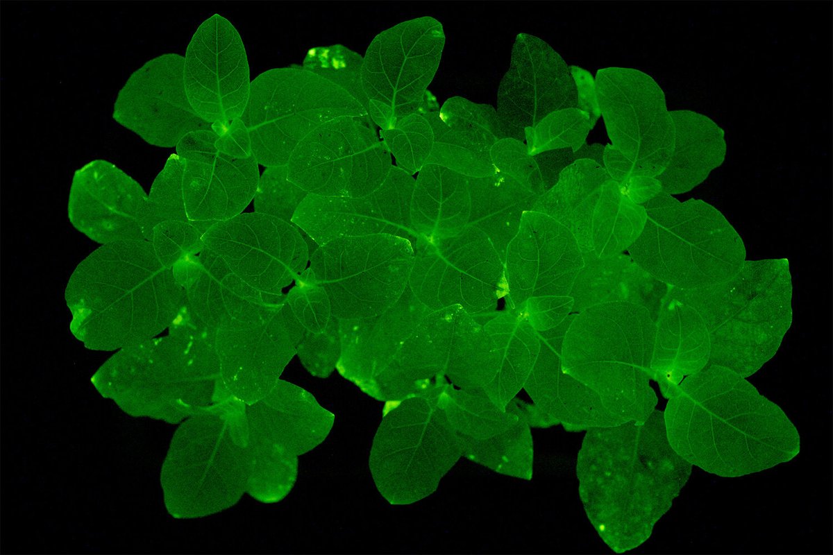 In case you don't follow APHIS regulatory releases:
aphis.usda.gov/aphis/newsroom…

✨🌱🌟🌱

Congrats Keith &amp; Light Bio! These glowing petunias are so damn cool. 

They will inspire a new generation of genetic engineers.  Should be in every classroom!

Sign up!
light.bio