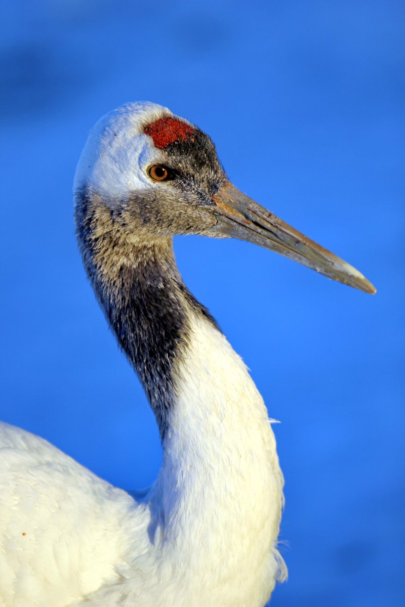 Embark on a journey to Zhalong Nature Reserve, where you can observe the elegant movements of red-crowned cranes, marvel at the diverse ecological beauty, and enjoy the unique scenery of autumn.
#longjianganimal #longjiangtravel #coolheilongjiang #welcometoheilongjiang