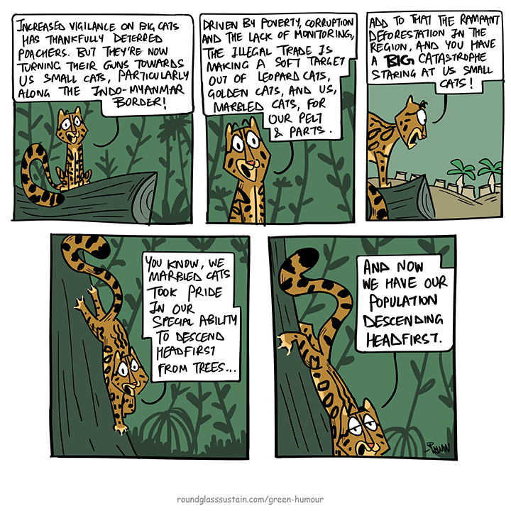 A new study india.mongabay.com/2023/08/the-si… reveals that poaching of small cats is on the rise along the Indo-Myanmar border. A Marbled Cat gives you a quick summary, from in column with @RGSustain1  : roundglasssustain.com/green-humour/s…
#cats #poaching #wildlifetrade  #greenhumour #cartoons