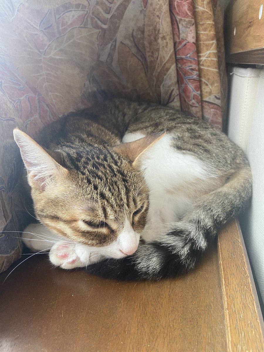 昨日から体調悪くて寝込んで猫がすりすりしてきてほんまに可愛いかったわ！
こんなされたらこのままでいいな笑