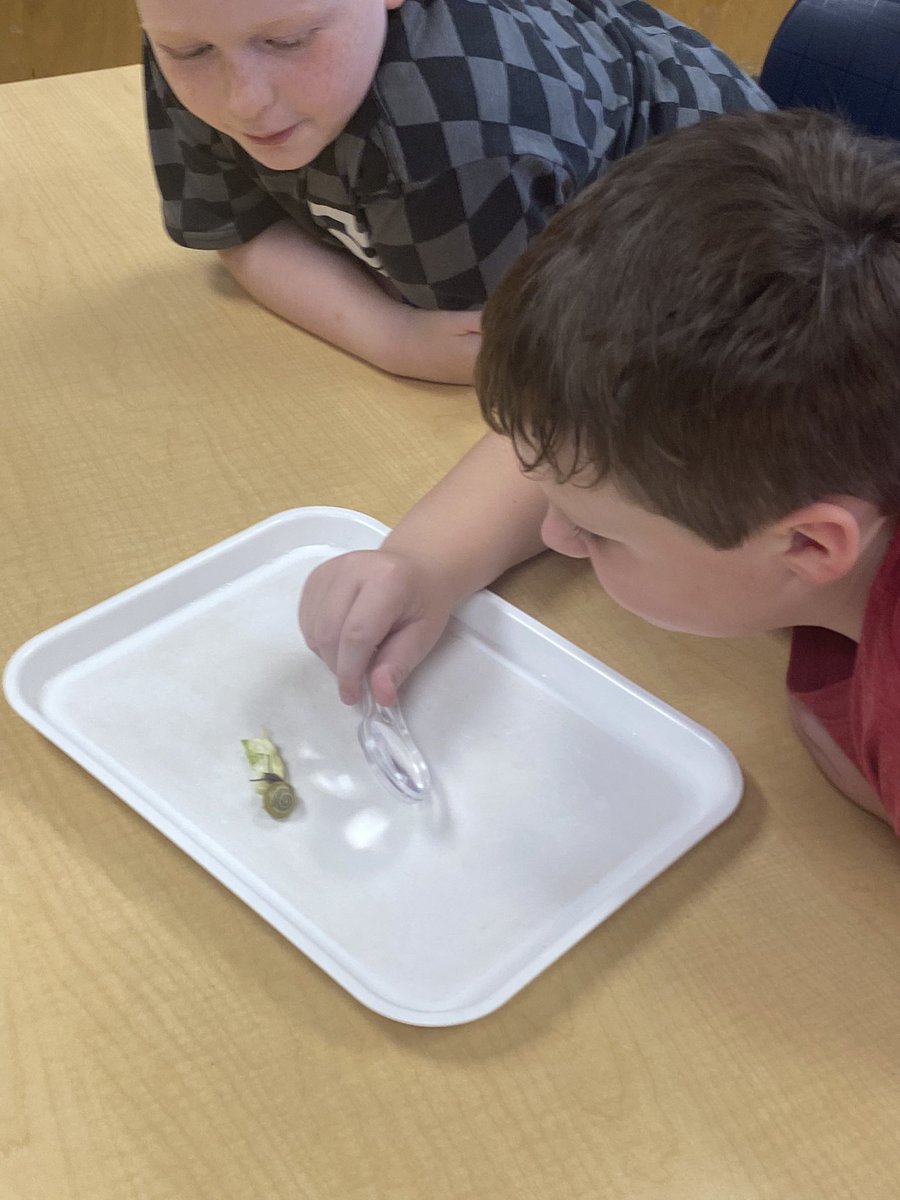 Lots of fun today observing snails in our #steam lab. #bbbees #bbpride