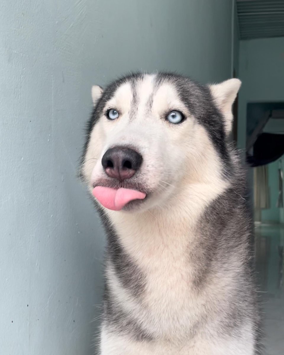 This is Moca. He just learned some people think unions cause strikes and not the immense greed of corporations that refuse to pay employees a fair share despite owing the entirety of their profits to the labor of working people. 14/10