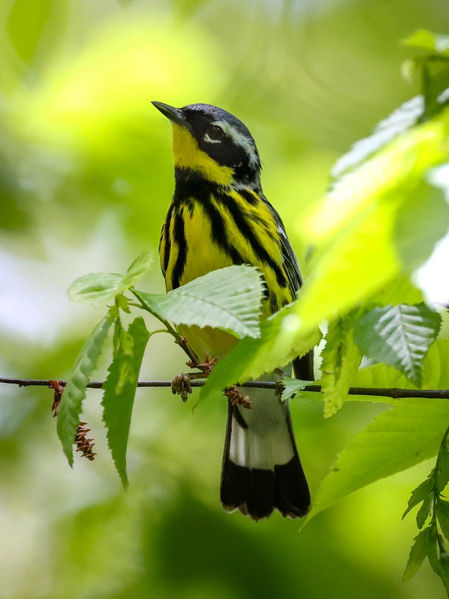 HugoJuhauhsdd's tweet photo. It is called the magnolia warbler because Alexander Wilson, the ornithologist who first discovered this forest warbler, found them in a magnolia tree (Magnolia) near Fort Adam, Mississippi.🦜🥳👏#Magnolia #Photography https://t.co/fjaqUk2qlZ