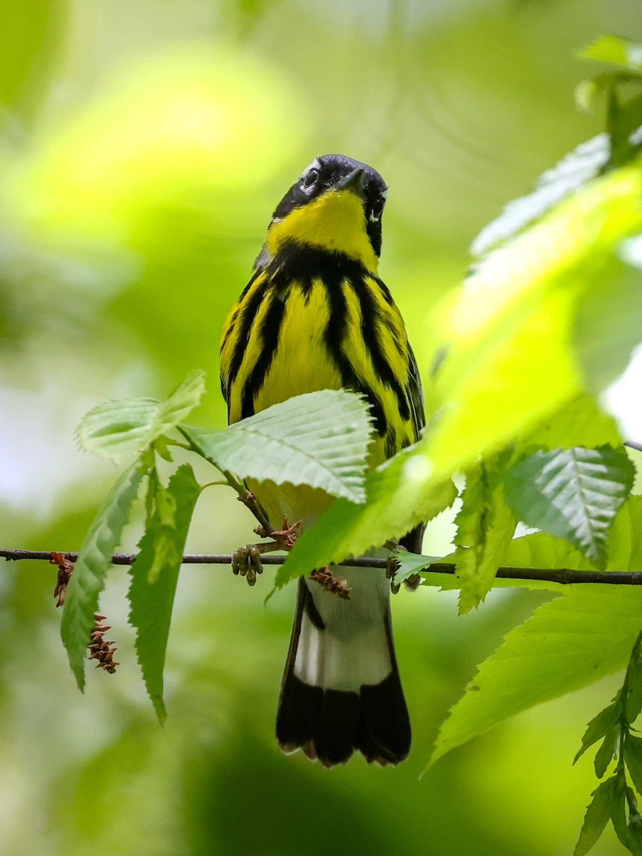 HugoJuhauhsdd's tweet photo. It is called the magnolia warbler because Alexander Wilson, the ornithologist who first discovered this forest warbler, found them in a magnolia tree (Magnolia) near Fort Adam, Mississippi.🦜🥳👏#Magnolia #Photography https://t.co/fjaqUk2qlZ