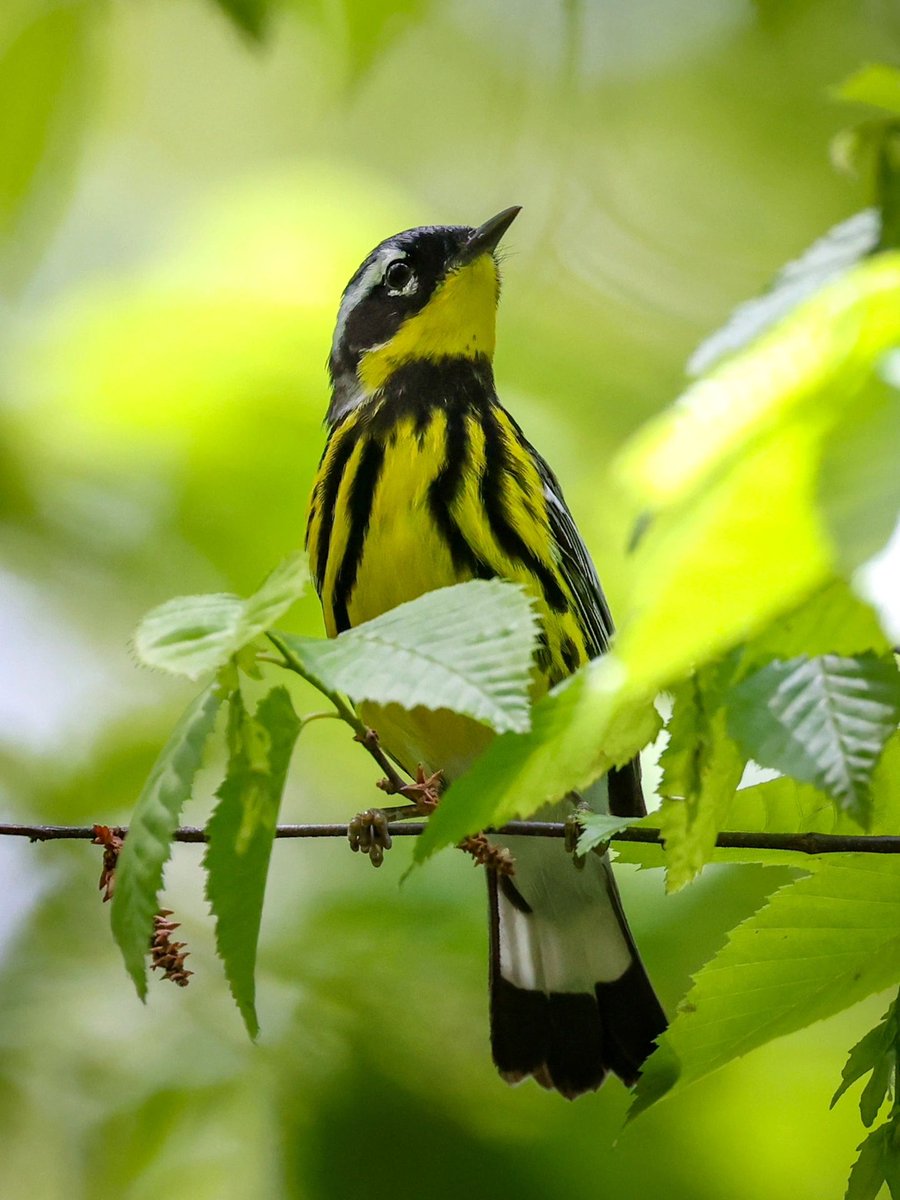 HugoJuhauhsdd's tweet photo. It is called the magnolia warbler because Alexander Wilson, the ornithologist who first discovered this forest warbler, found them in a magnolia tree (Magnolia) near Fort Adam, Mississippi.🦜🥳👏#Magnolia #Photography https://t.co/fjaqUk2qlZ