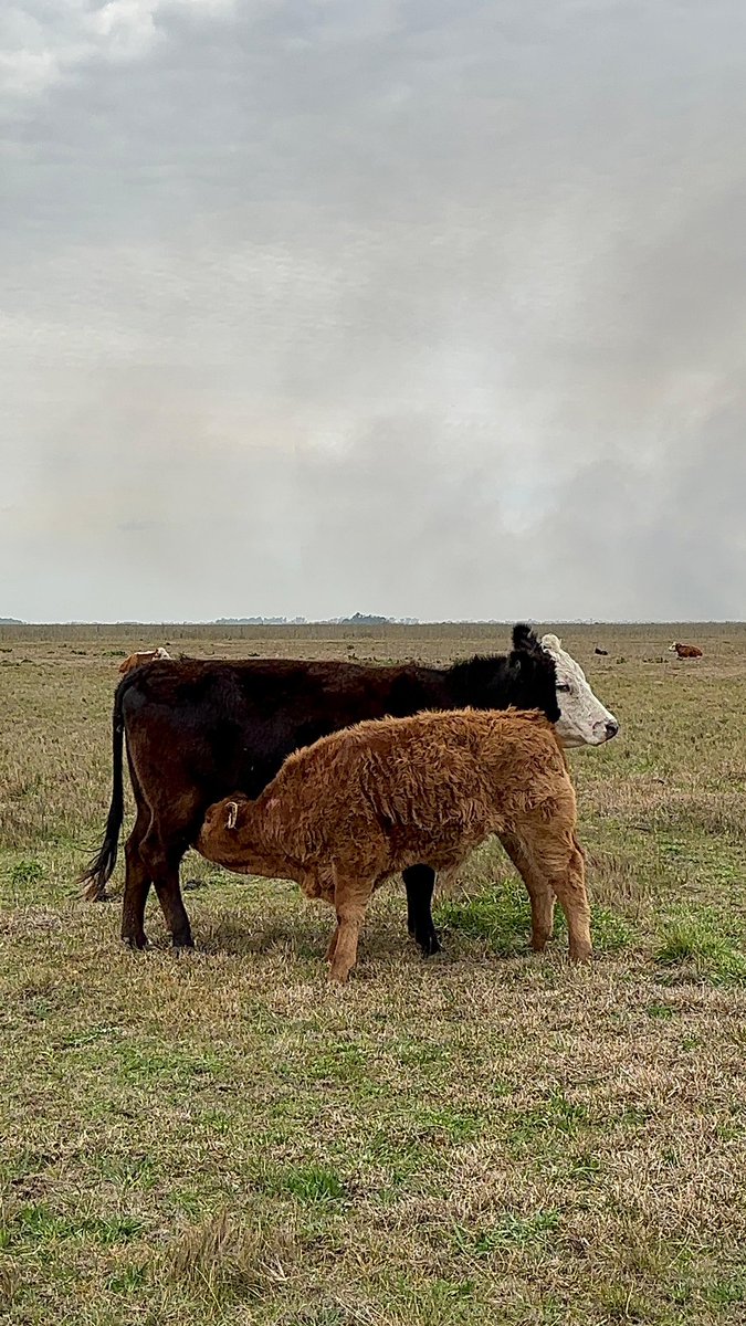 Madre careta (Angus x Hereford ) 
Padre limousin 
Ternero de 3 meses