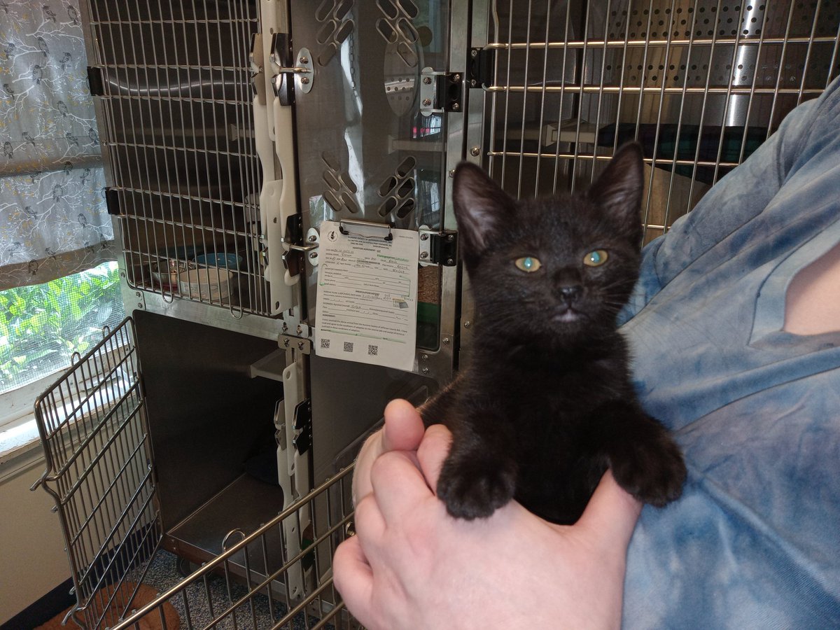 pandabear1116's tweet photo. @kittenxlady 
This little girl is at my local animal shelter, that I volunteer at. Petting the cats and kittens.
I named her Coconut after your sweet girl. https://t.co/1yskUkHSRN