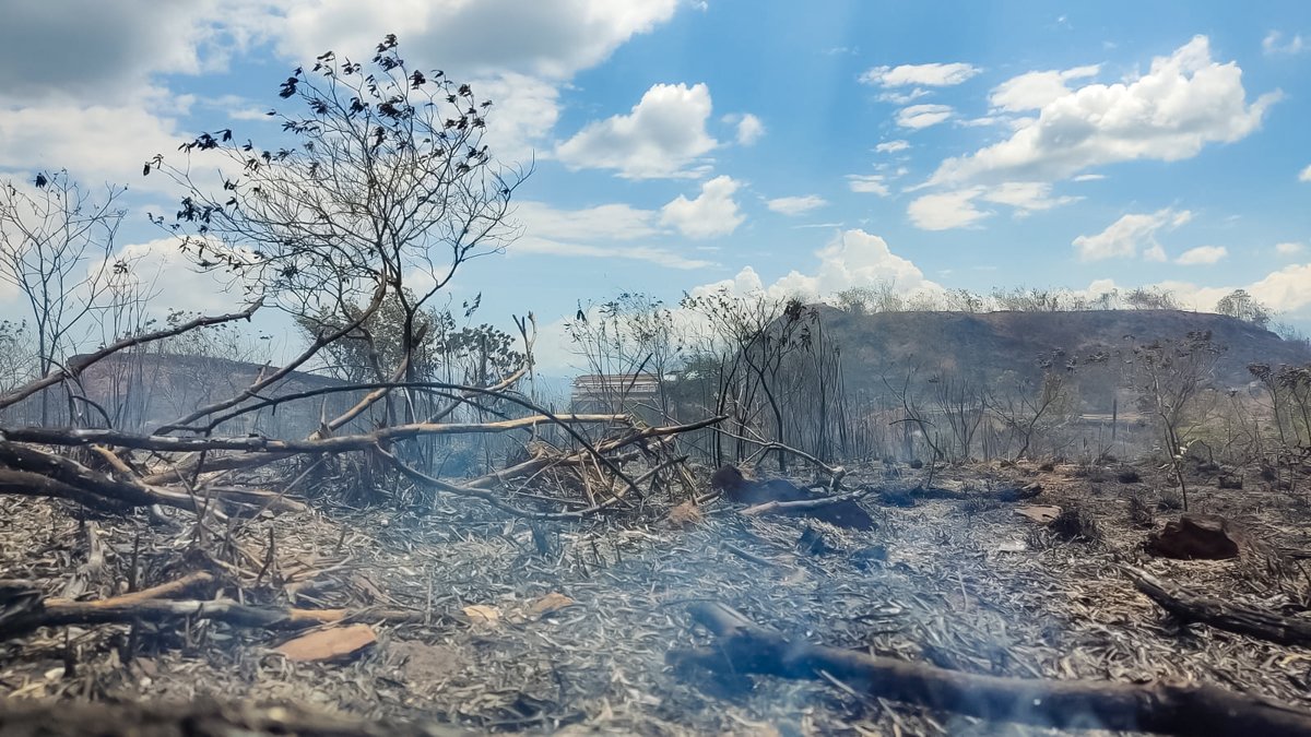floridabomberos's tweet image. El #CBVF logró #controlar un #IncendioForestal de aproximadamente 4 #hectáreas en la #vereda #Palogordo del #municipio de #Girón.

Las 3 #unidadesbomberiles, durante una hora y media de trabajo, lograron contener el avance de las #llamas con #herramientas manuales y #agua.