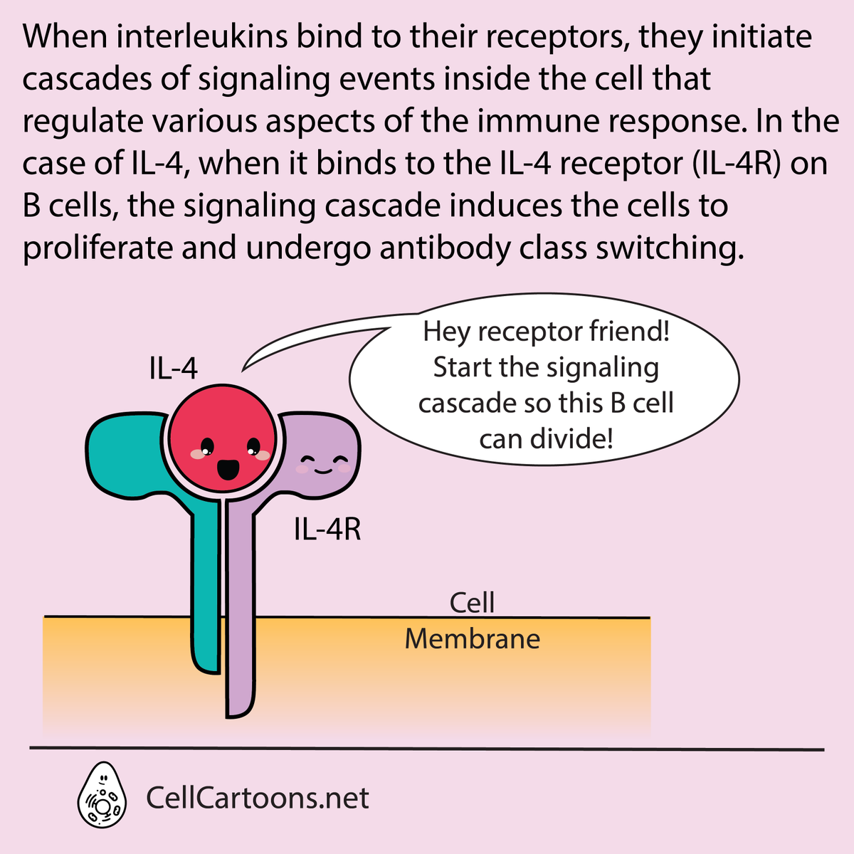 The next one in this ABCs of Immunology: I is for interleukins.
Do you have a favorite #interleukin?
#CellCartoons #SciArt #ScienceArt #MedicalArt #sciencecommunication #sciencecomics #ABCs #iloveimmunology
#immunology
