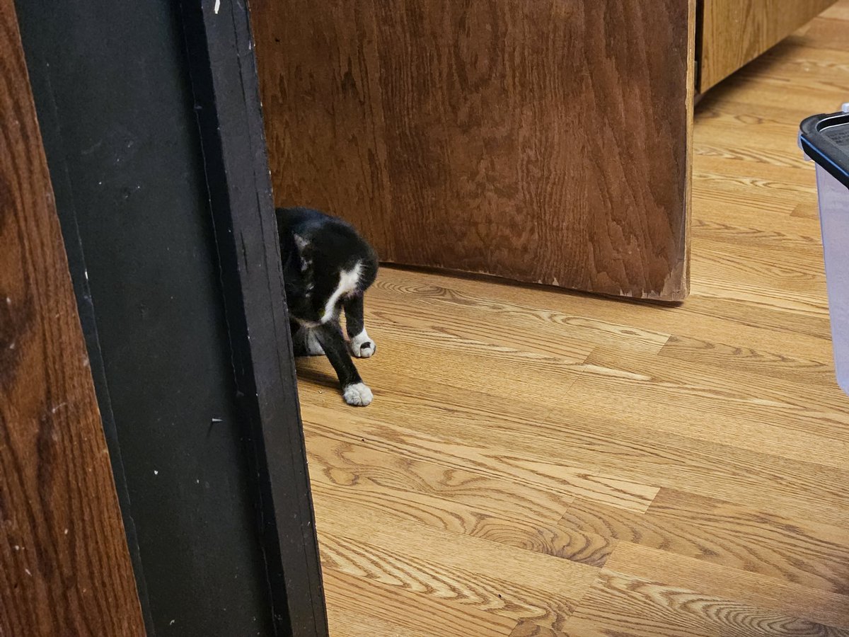 She's finally back. After being missing for 5 days. My cat just walked through the door 5 minutes ago. Now she won't stop meowing at me. I'm so glad she's safe and nothing happened to her.