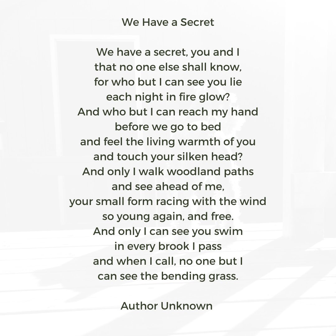 barteldesignz's tweet photo. We have a secret....💔

#pawprintsonmyheart #rainbowbridge #poetry #poem 
#love https://t.co/SceUQIQqxD