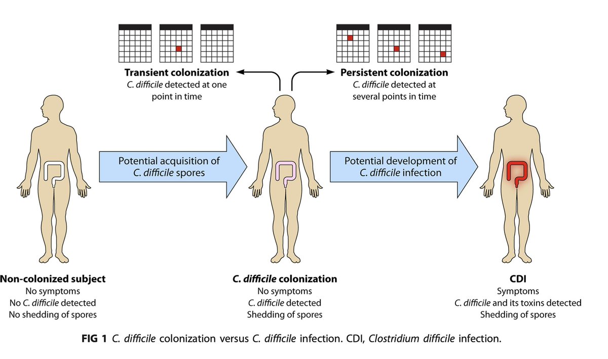 #OTILT Clostridium difficile is typically  flora that can be found the GI tract. However, a cx positive for c. diff does not necessarily mean we need to treat! Colonization is when it is detected but the pt is asymptomatic. Infection requires a positive TOXIN +symptoms.